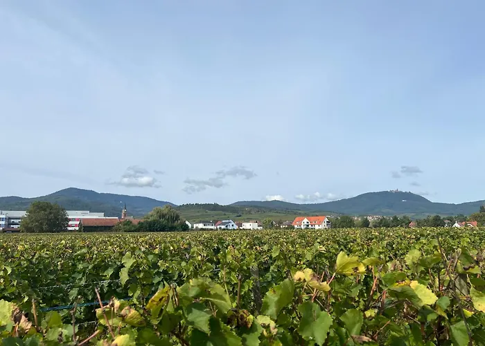 Oasis Tout Confort A Bergheim, Alsace