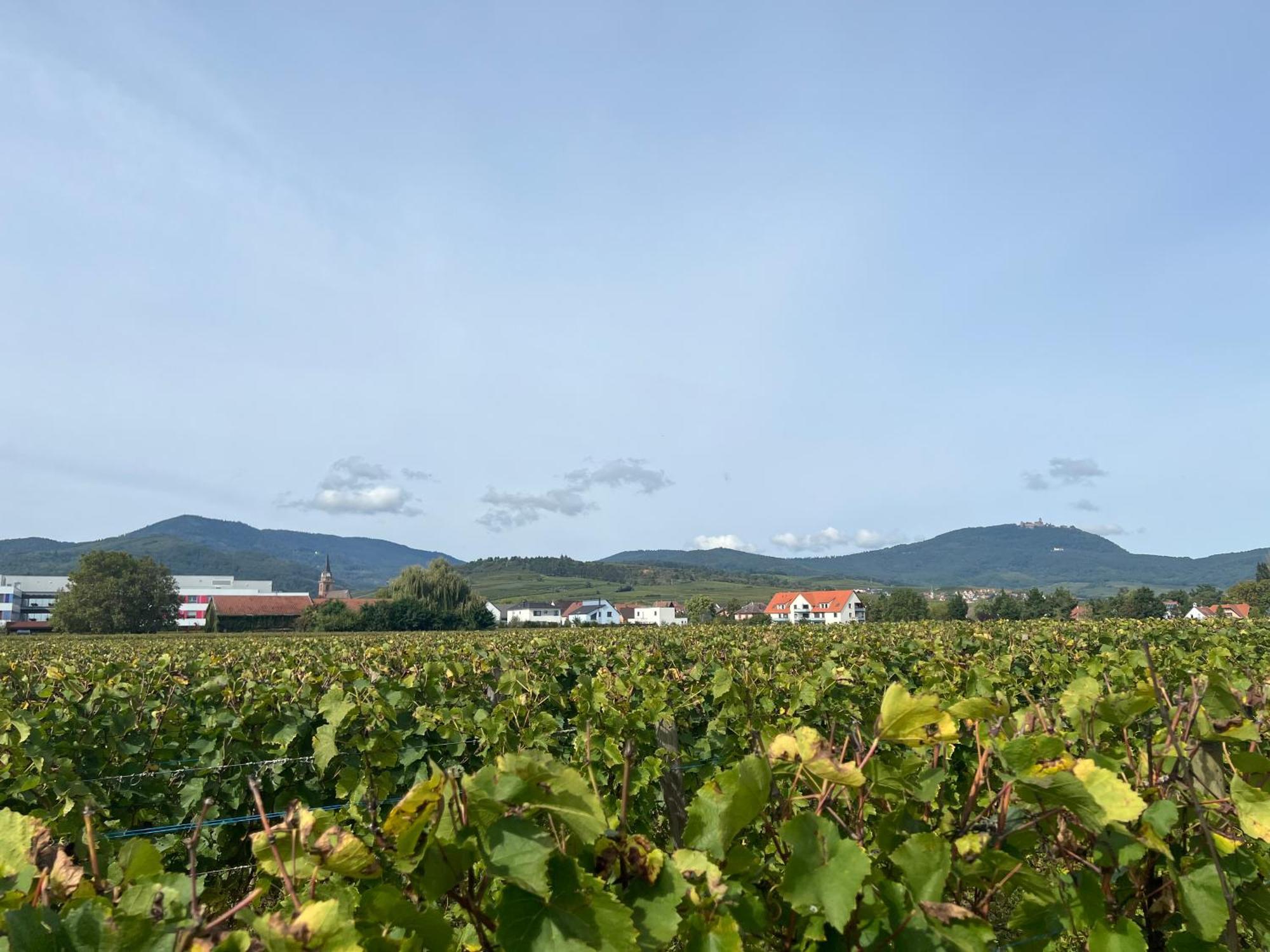 Oasis Confort A Bergheim, Alsace Apartment Bergheim